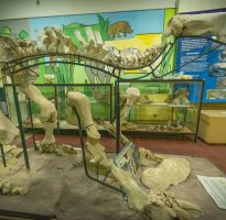 Museo de Ciencias Naturales «Pachamama» de Santa Clara del Mar